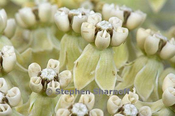 asclepias vestita 9 graphic